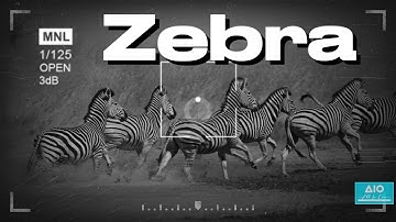 Zebra