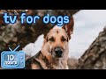 HD Virtual Dog TV: Videos to Entertain and Chill Your Dog Out! image