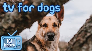 HD Virtual Dog TV: Videos to Entertain and Chill Your Dog Out! image