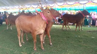KONTES SAPE SONOK TRADISI BUDAYA MADURA