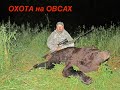 Охота на Медведя с лабаза. Охота в Кировской области на овсах.