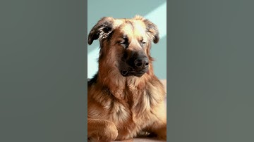 SMS Broadcast Software Free|Telegram:my911sms