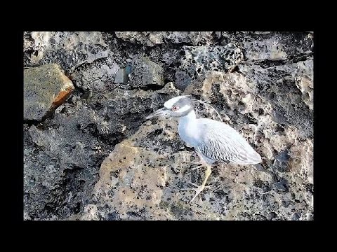 Yellow-Crowned Night Heron (Nyctanassa violacea) Las Perlas 4K Panama