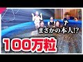 【神回】100万粒のぷよぷよボールでプール作ったら奇跡起きた!!!!