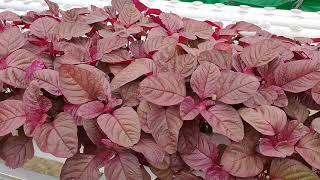 Bayam Merah Hidroponik di Kebun ASA Farm Jogja