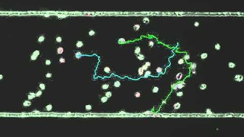 Neutrophil chemotaxis in microfluidic device