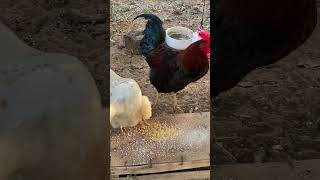 #tiere #animals #huhn #hahn #chicken #chicks #hühner #hühnerhalten #hühnerimgarten