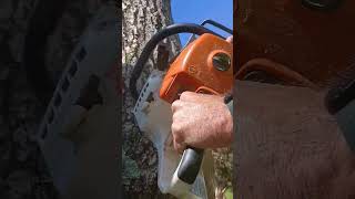 chainsaw treelopping