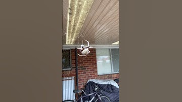 Garden Orb Weaving Spider | Cockatoo Kids