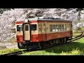 【国鉄色】菜の花と桜といすみ鉄道（キハ20 1303）【ローカル線】