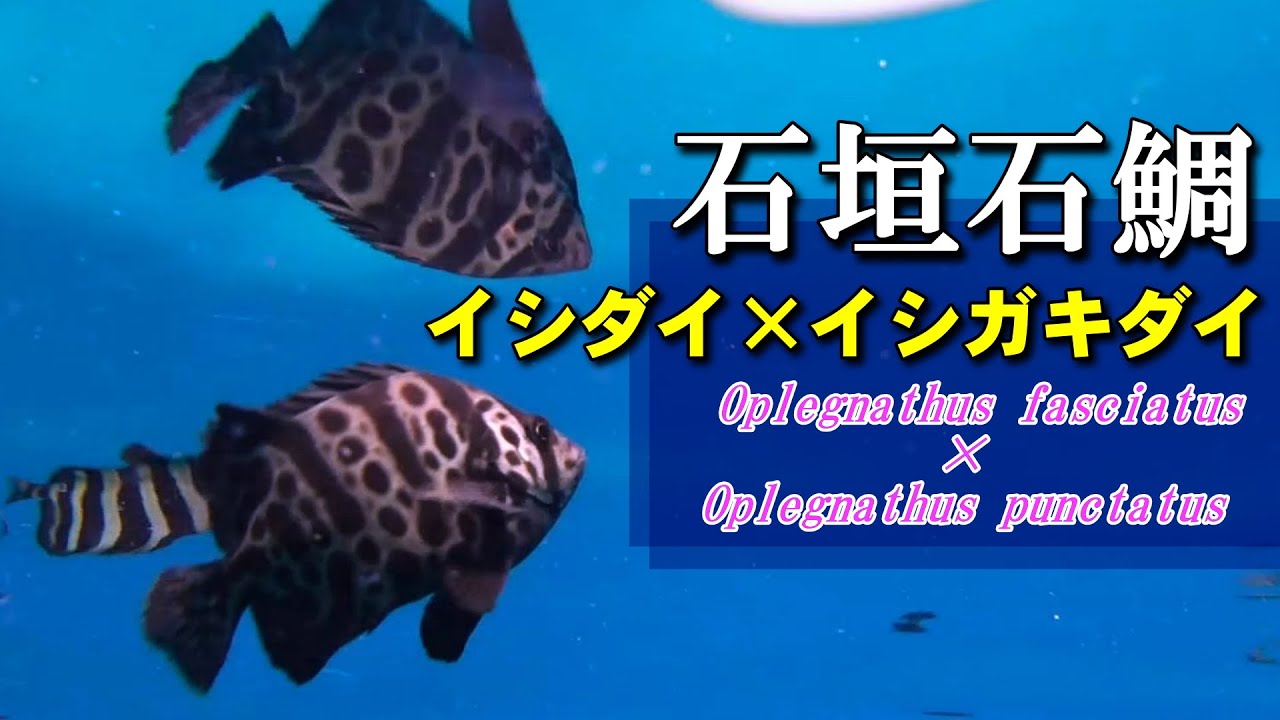 イシダイの牙 イシガキイシダイ｜天然の交雑