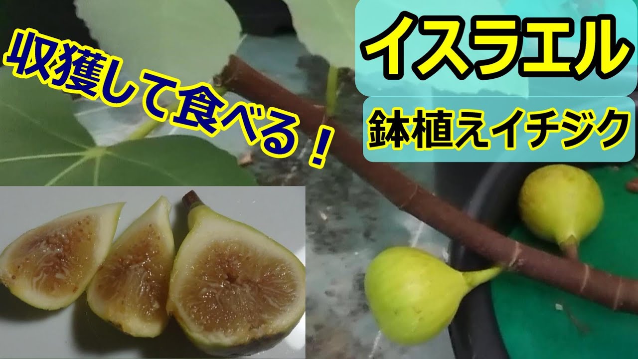 イチジク栽培》鉢植え「イスラエル」を収獲し食べる。他、夏の小果の