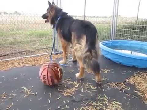 playpen for german shepherd