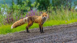 Our 3 month tour to Tuktoyaktuk took a huge toll on our van. Were the pictures worth it?