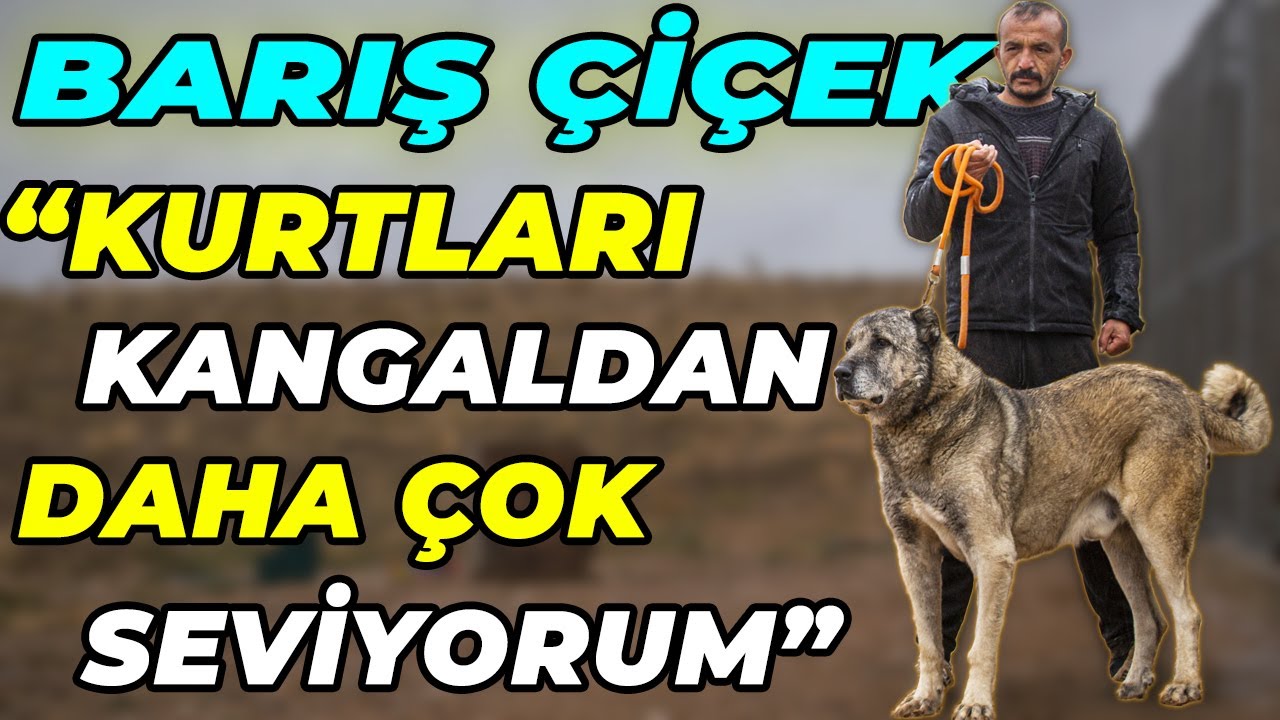 BARIŞ ÇİÇEK KANGALLARI VE PANTER SOYU! | 