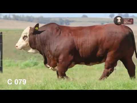 LOTE 05   C079