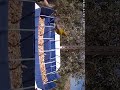 حسون ودويري يشربون معًا 🐦💧🔥 | Goldfinch & Sparrow Drinking Together #shorts