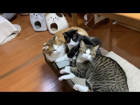 お世話が大好きな猫