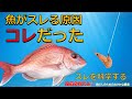 【保存版】スレの真実 魚は針ではなく○○を学習していた？
