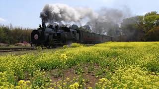 真岡鉄道C11 325 SLもおか”芝ざくら号”と菜の花・桜（多田羅駅・道の駅もてぎ）＃２