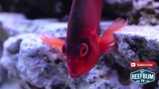 Focus on Fish  Flame Hawkfish