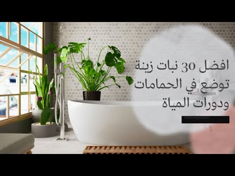 افضل 30 نبات زينة توضع في الحمامات ودورات المياة لتنقية الهواء ولا تحتاج الى اشعة الشمس