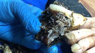 Ingrown nails curled like horns, toenails are eroded by fungus trimmed instantly 27mon 1043