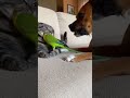 猫がインコを食べようとすると、ヒーロー犬が来てピンチを救う・・・ #fyp