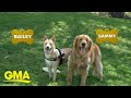 ‘GMA’s’ Pet of the Week: Meet Bailey and Sammy l GMA