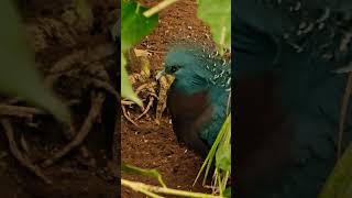 Victoria Crowned Pigeon | The Glamorous Bird with a Regal Crest of Lacy Feathers on Its Head