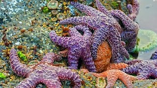Olympic National Park - MUST SEE Destinations on the Olympic Peninsula