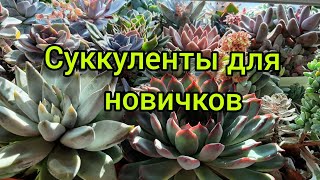 Суккуленты для новичков.