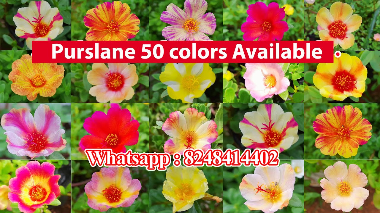 Pathumani - Table rose - Portulaca - Moss Rose - Online sale - 80 colors - Whatsapp : 8248414402