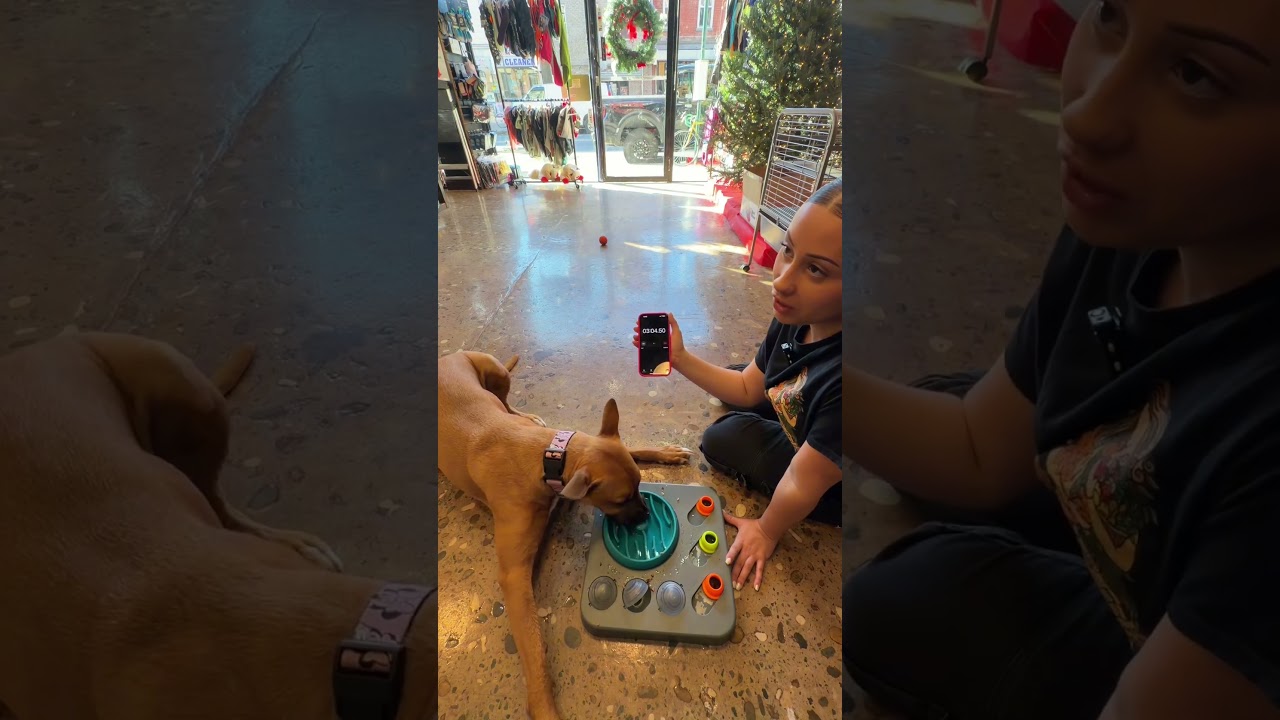 Timed puzzle eats with misha! 