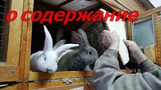 В гостях у кроликовода 2-ч. кролик и рассказ о содержание