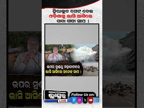 ମହାନଦୀ ପାଣିରେ ଭାସି ଆସିଲେ ଗଦା ଗଦା ସାପ! #mahanadi #odishabhaskar #shortvideo