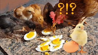 Baby chickens eating boiled eggs for ...