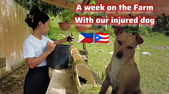 A Week on a Farm with Our Injured Dog in Puerto Rico