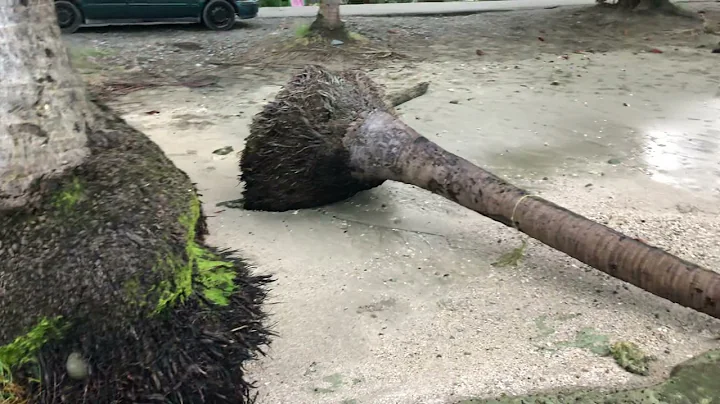 The Tenacity of the Coconut Palm on the Relentless...