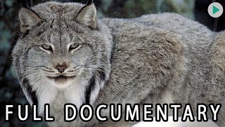 WILD AMERICA: NORTH WOODS LYNX