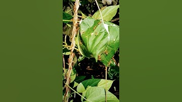 Leaf nest constructed by Weaver ant 🐜...#shorts #youtubeshorts #weaverant