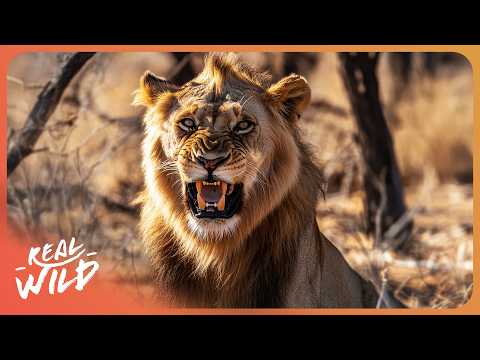 BIG CATS VS PREY - Which Is The Deadliest Predator? - 4K