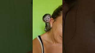 Precious Baby Monkey Suckles on Lady’s Ear