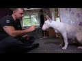 What is it like to live with a English Bull Terrier? の動画、YouTube動画。