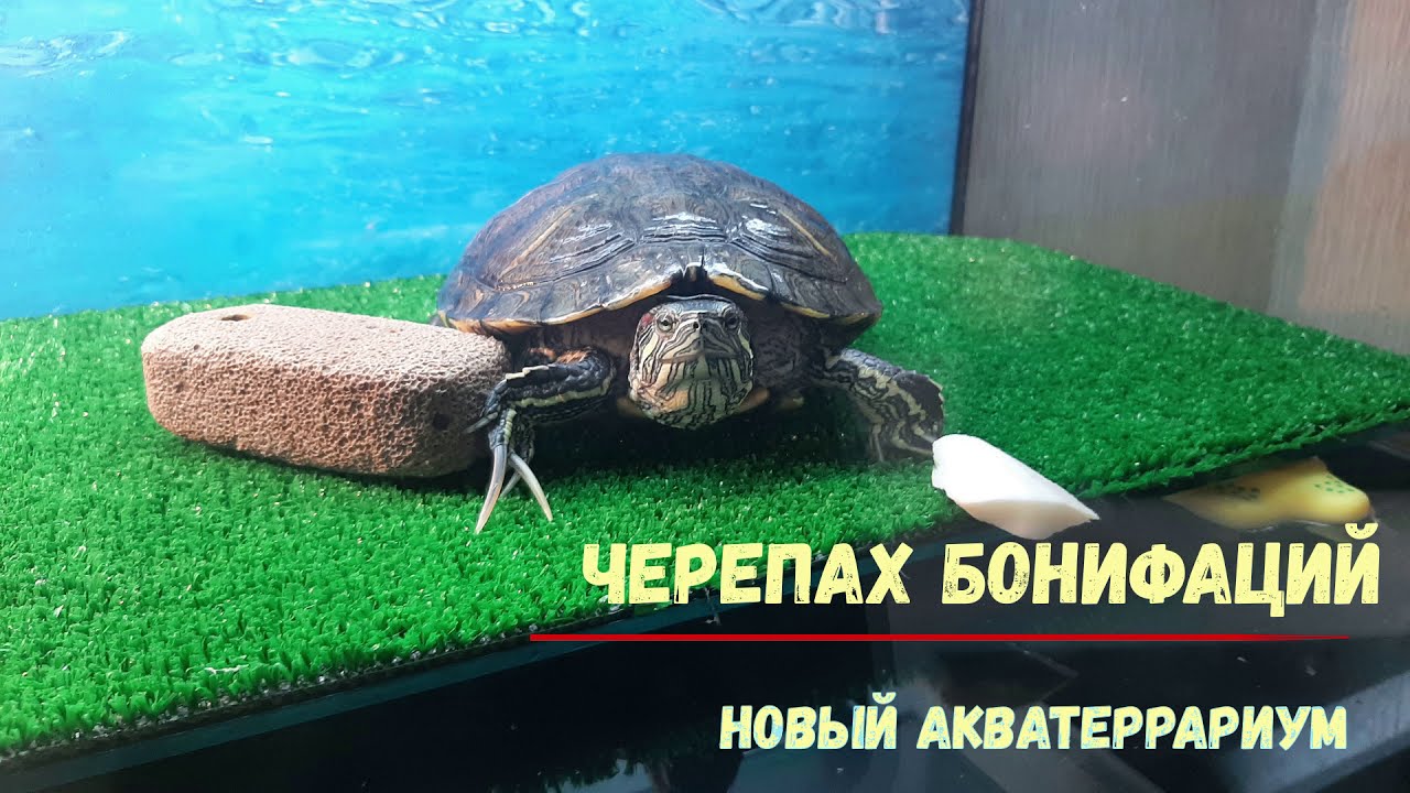 Новый акватеррариум для красноухой черепахи. eGodim 200л.
