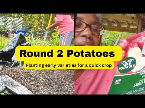 Garden Prep Day! Berry Protection, More Potatoes & Soil Amendments #gardening #garden 