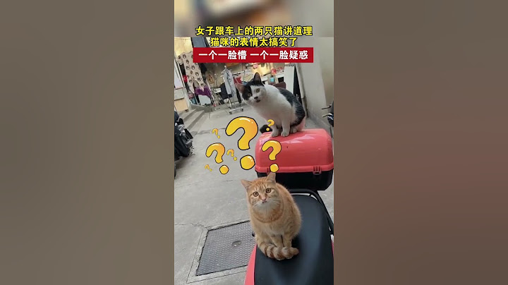 女子跟车上的两只猫讲道理，两只猫：一个愣住，一个困惑。网友：“不管听没听懂，它俩肯定认真听了” #猫咪 #日常