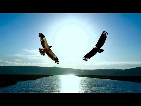 the-eagle-&-the-condor-prophecy:-elder's-interpretations,-from-several-nations-(hd)