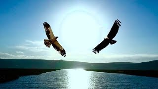 The Eagle & The Condor Prophecy: Elder's Interpretations, From Several Nations (HD)