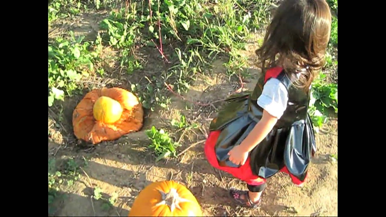 Finding the perfect pumpkin